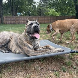 Cane Corso Puppies from Central Jersey K9