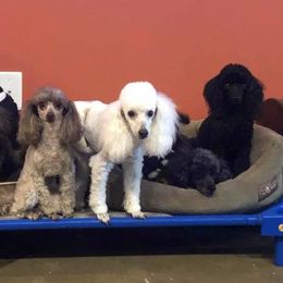 Poodles from Allizon Farm