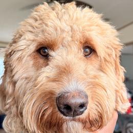 Goldendoodles from Florida's Joyful Goldendoodles