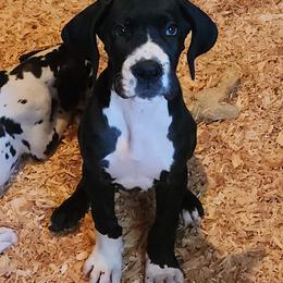 Mantle female - Mantle female Great Dane puppy in Gig Harbor, Washington from Lakaya Danes