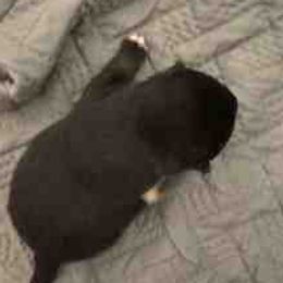 Bear - Black and tan male Shiba Inu puppy in Tamarac, Florida from The Queen of Shibas