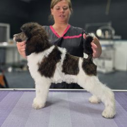 Cheddar Brindle - Brindle male Poodle puppy in Parker, Colorado from Pawsh K9’s