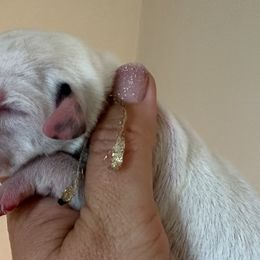 Boy 1 (Golden Boy) - Dalmatian puppy from Spot On Dalmatians