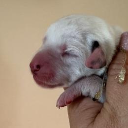 Boy 1 (Golden Boy) - Dalmatian puppy from Spot On Dalmatians