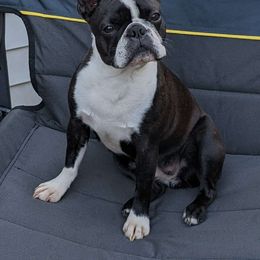 Belle - Boston Terrier