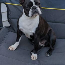 Belle - Boston Terrier