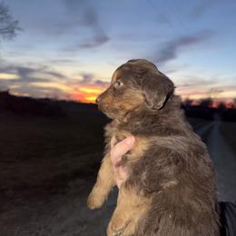 Taz - Brown and white male Aussiedoodle puppy in Warrensburg, Missouri from Dreamer Ridge Puppies