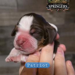 Patriot - Tri-Roan male English Springer Spaniel puppy in Ocoee, Tennessee from Ocoee Mountain Springers