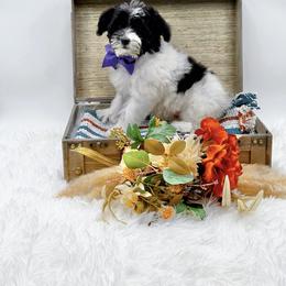 Girl 5 - female Bernedoodle puppy in Statesville, North Carolina from Doodle Babies