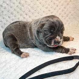 Black Collar - Gray male Cane Corso puppy in Catawba, North Carolina from Catawba Cane Corso