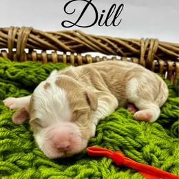 Dill - Apricot male Goldendoodle puppy in Travelers Rest, South Carolina from Bailey Mountain Doodles