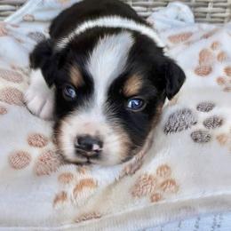 Australian Shepherd Puppies from Raybell Ridge Farm