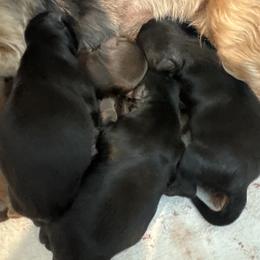 Hershey - Chocolate and tan male Yorkshire Terrier puppy in Knoxville, Tennessee from Rainbow Bliss Yorkies