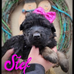 Stef - Black and tan female German Shepherd puppy in Fort Jennings, Ohio from Von Holtzapple German shepherds
