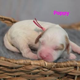 Poppy - Parti female Goldendoodle puppy in Summerville, South Carolina from Channys Doodles