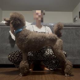 Barron - Poodle