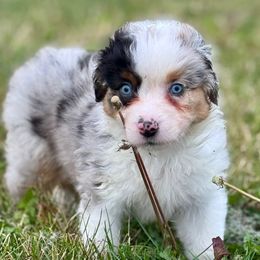 Gunner - Blue merle male Miniature American Shepherd puppy in Rockford, Illinois from Andover Aussies