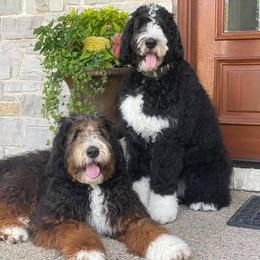 Bernedoodles from Backwoods Bernedoodles