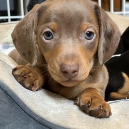 Dachshund Puppies from Maisy & Meg