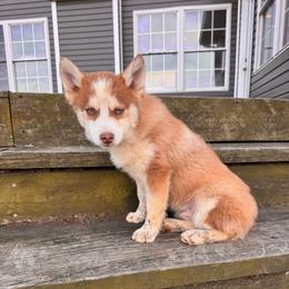 Jaguar - Red and white male Pomsky puppy in Bucyrus, Missouri from Hill Top Pomskies