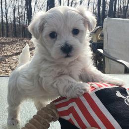 Rudolph - Cream male Maltipoo puppy in Cabool, Missouri from Long View Family Maltipoos