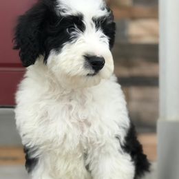 Aussiedoodle and Bernedoodle Puppies from Deer Canyon Family Doodles