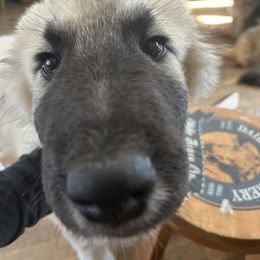 Male 1 - White Shiloh Shepherd puppy in Newton, New Hampshire from Smokeshow Shilohs and Shepherds