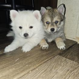 Pomsky puppies from Spillman's Specialty Breeding