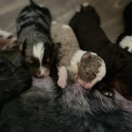 Bernedoodle Puppies from Bernied00dle Love