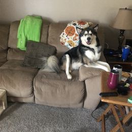 Oden - Siberian Husky