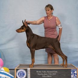 Mylah - Doberman Pinscher