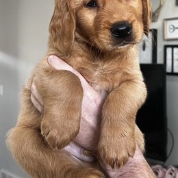 Golden Retriever Puppies from Bright Side Goldens