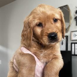Golden Retriever Puppies from Bright Side Goldens