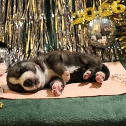 Orange - Agouti and white female Siberian Husky puppy in York, Pennsylvania from Spalla Pups