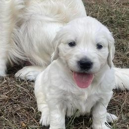 Golden Retrievers from LESSO Retriever