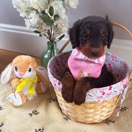 Bernedoodle Puppies from East Coast Bernedoodles