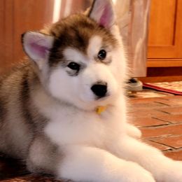 Alaskan Malamute Puppies from Edgend Alaskan Malamutes