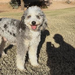 Aussiedoodles, Bernedoodles, and Toy Australian Shepherds from positivelypuppies