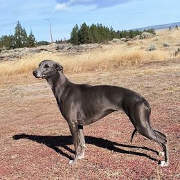 Whippet puppies from Amulet Charm