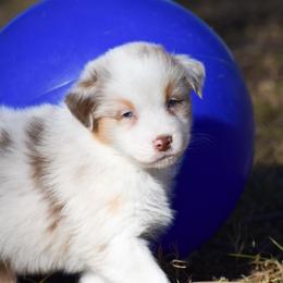 Oaken - Red merle male Australian Shepherd puppy in Easton, Missouri from MMA Kennel