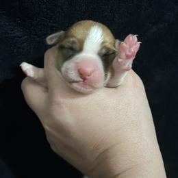 Boy 2 - Fawn male Pembroke Welsh Corgi puppy in Brazoria, Texas from Diamond Bar H