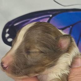 Indy - Sable merle and white male Shetland Sheepdog puppy in Citra, Florida from Southpaw Herders LLC