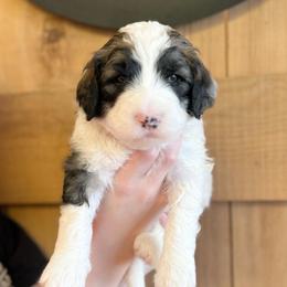 Rolly - Black and white male Sheepadoodle puppy in Danville, Indiana from Marley’s Doodle Ranch