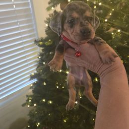 Carly - Dapple female Dachshund puppy in Berry, Alabama from Whisper Gray