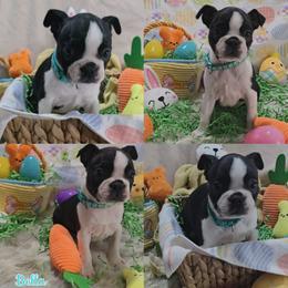 Bella - Black and white female Boston Terrier puppy in Clinton Township, Michigan from Greenberg's Boston Terriers & Bullies of Metro Detroit