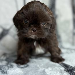 Professor - Chocolate male Shih Tzu puppy in Las Vegas, Nevada from Vegas Shih Tzus
