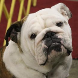 Bulldogs, French Bulldogs, and Pembroke Welsh Corgis from DiNels Pembroke welsh corgis
