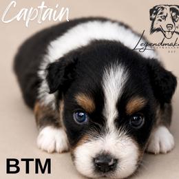 Captain - Black tri male Miniature American Shepherd puppy in Leitchfield, Kentucky from Legendmaker MAS