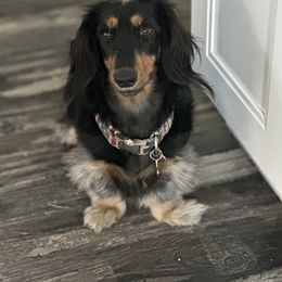 Dachshund Puppies from Aster Creek Kennel