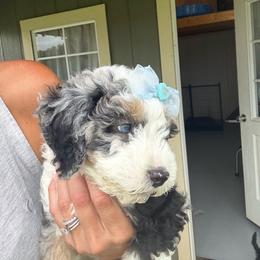 Boy 1 (orange sickle) - Blue merle male Aussiedoodle puppy in Paradise, Texas from Diamond Z Poodles & Doodles